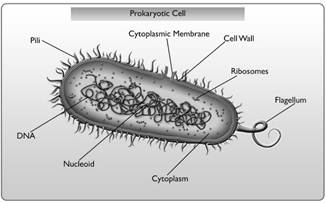 Image result for Prokaryotic Cells